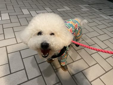 ビションフリーゼ　おもち  おじお誕生日お肉＼(^o^)／ IMG_3741-380x285