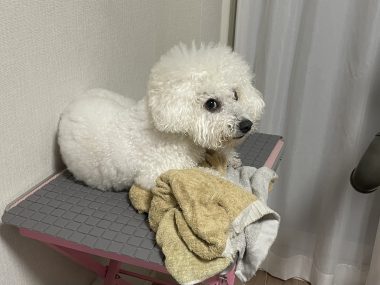 ビションフリーゼ　おもち  おじお誕生日お肉＼(^o^)／ IMG_3742-380x285