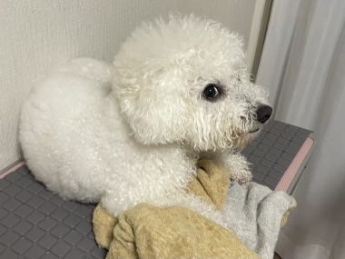 ビションフリーゼ　おもち  おじお誕生日お肉＼(^o^)／ IMG_3743-380x285