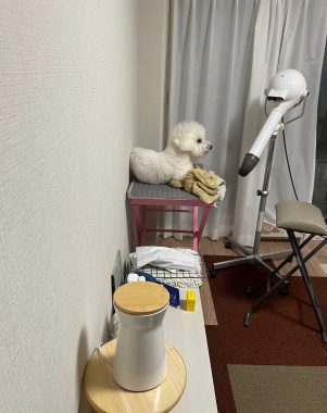 ビションフリーゼ　おもち  おじお誕生日お肉＼(^o^)／ IMG_3744_Original-301x380