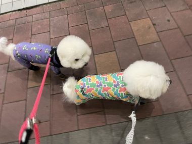 ビションフリーゼ　おもち  おじお誕生日お肉＼(^o^)／ IMG_3750-380x285
