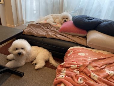 ビションフリーゼ　おもち  おじお誕生日お肉＼(^o^)／ IMG_3752-380x285