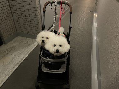 ビションフリーゼ　おもち  おじお誕生日お肉＼(^o^)／ IMG_3754-380x285