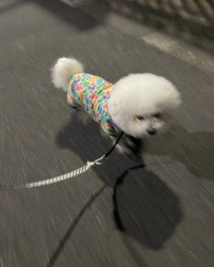 ビションフリーゼ おもち おもちふくらむ採血 IMG_3760-305x380 ビションフリーゼ おもち おもちふくらむ採血 IMG_3760-305x380