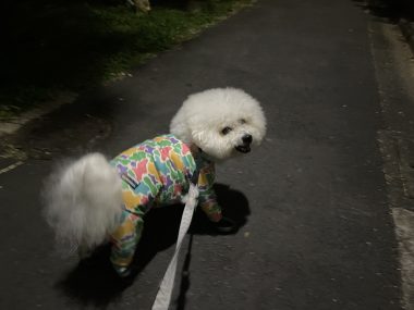 ビションフリーゼ おもち おもちふくらむ採血 IMG_3761-380x285 ビションフリーゼ おもち おもちふくらむ採血 IMG_3761-380x285