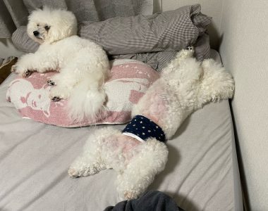 ビションフリーゼ おもち おもちふくらむ採血 IMG_3764-380x300 ビションフリーゼ おもち おもちふくらむ採血 IMG_3764-380x300