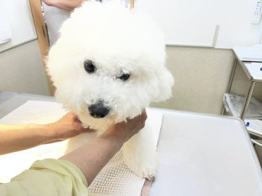 ビションフリーゼ おもち おもちふくらむ採血 IMG_3767-380x285 ビションフリーゼ おもち おもちふくらむ採血 IMG_3767-380x285