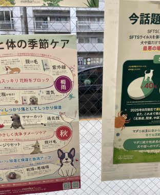 ビションフリーゼ おもち おもちふくらむ採血 IMG_3768-312x380 ビションフリーゼ おもち おもちふくらむ採血 IMG_3768-312x380