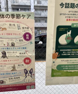 ビションフリーゼ おもち おもちふくらむ採血 IMG_3769-315x380 ビションフリーゼ おもち おもちふくらむ採血 IMG_3769-315x380