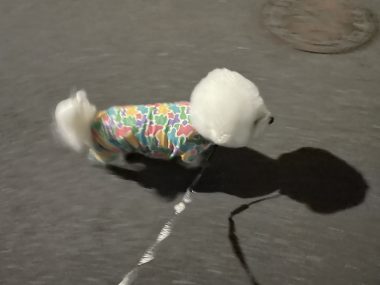 ビションフリーゼ おもち おもちふくらむ採血 IMG_3782-380x285 ビションフリーゼ おもち おもちふくらむ採血 IMG_3782-380x285