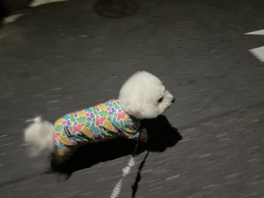 ビションフリーゼ おもち おもちふくらむ採血 IMG_3784-380x285 ビションフリーゼ おもち おもちふくらむ採血 IMG_3784-380x285