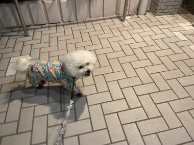 ビションフリーゼ おもち おもちふくらむ採血 IMG_3785-380x285 ビションフリーゼ おもち おもちふくらむ採血 IMG_3785-380x285