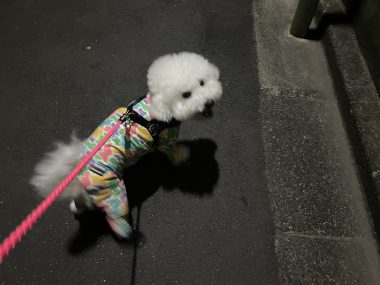 ビションフリーゼ　おもち  おもちふくの採血結果表 IMG_3787-380x285