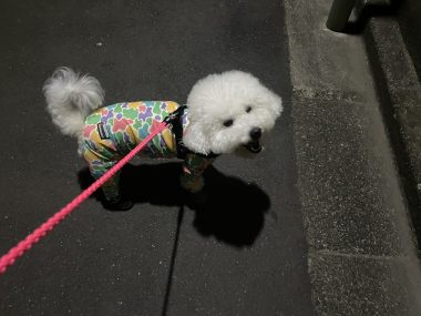ビションフリーゼ　おもち  おもちふくの採血結果表 IMG_3788-380x285