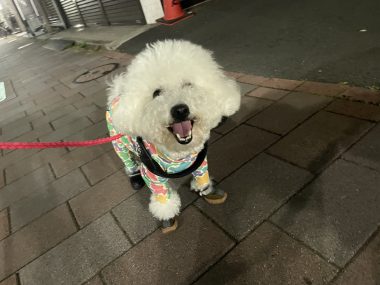 ビションフリーゼ　おもち  おもちふくの採血結果表 IMG_3790-380x285
