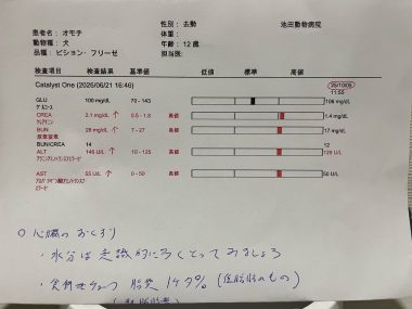 ビションフリーゼ　おもち  おもちふくの採血結果表 IMG_3791-380x285