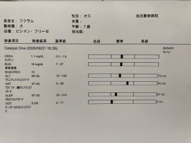 ビションフリーゼ　おもち  おもちふくの採血結果表 IMG_3793-380x285