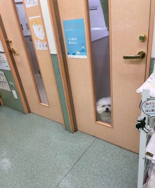 ビションフリーゼ　おもち  おもマッサージで久しぶりのさんぽコース IMG_3806-314x380