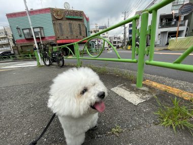 ビションフリーゼ　おもち  おもマッサージで久しぶりのさんぽコース IMG_3811-380x285