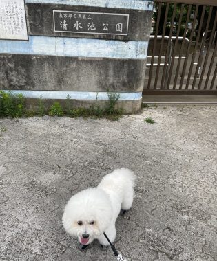 ビションフリーゼ　おもち  おもマッサージで久しぶりのさんぽコース IMG_3816-315x380