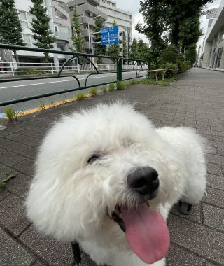 ビションフリーゼ　おもち  おもマッサージで久しぶりのさんぽコース IMG_3817-320x380