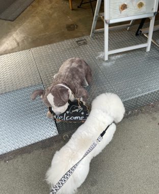 ビションフリーゼ　おもち  おもマッサージで久しぶりのさんぽコース IMG_3818-312x380