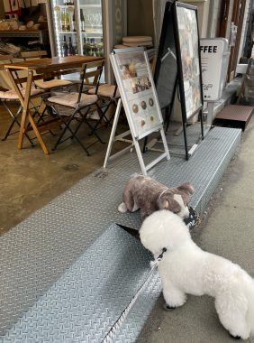 ビションフリーゼ　おもち  おもマッサージで久しぶりのさんぽコース IMG_3819-282x380