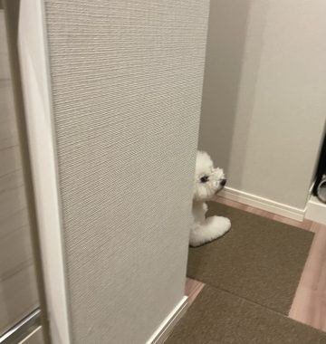 ビションフリーゼ　おもち  おもマッサージで久しぶりのさんぽコース IMG_3824-360x380