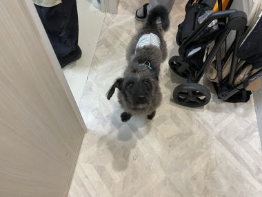 ビションフリーゼ　おもち  おもトリミング☆ IMG_3827-380x285
