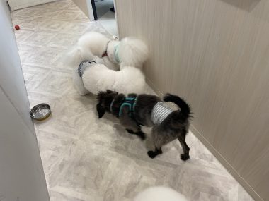 ビションフリーゼ　おもち  おもトリミング☆ IMG_3829-380x285