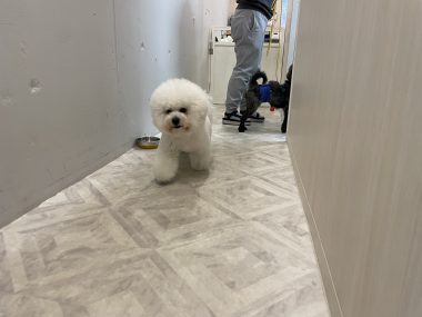 ビションフリーゼ　おもち  おもトリミング☆ IMG_3832-380x285