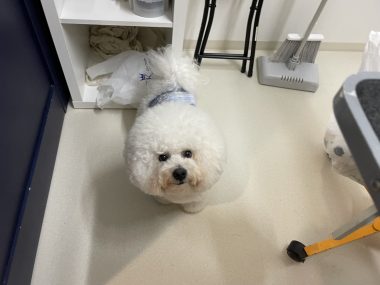 ビションフリーゼ　おもち  おもトリミング☆ IMG_3839-380x285