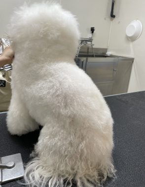 ビションフリーゼ　おもち  おもトリミング☆ IMG_3840-294x380