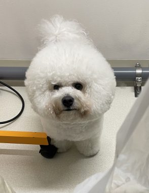 ビションフリーゼ　おもち  おもトリミング☆ IMG_3841-294x380