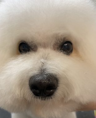 ビションフリーゼ　おもち  おもトリミング☆ IMG_3843-309x380