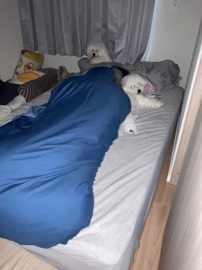 ビションフリーゼ おもち おもちふくおふとんの守り神 IMG_3864-Copy-285x380 ビションフリーゼ おもち おもちふくおふとんの守り神 IMG_3864-Copy-285x380