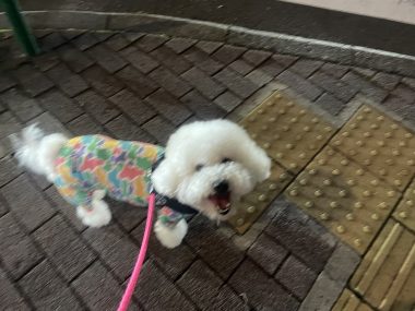 ビションフリーゼ おもち おもちふくおふとんの守り神 IMG_3866-380x285 ビションフリーゼ おもち おもちふくおふとんの守り神 IMG_3866-380x285