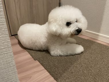 ビションフリーゼ おもち おもちふくおふとんの守り神 IMG_3867-380x285 ビションフリーゼ おもち おもちふくおふとんの守り神 IMG_3867-380x285
