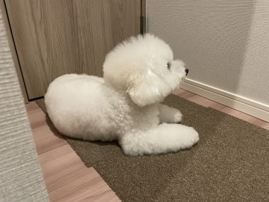 ビションフリーゼ おもち おもちふくおふとんの守り神 IMG_3868-380x285 ビションフリーゼ おもち おもちふくおふとんの守り神 IMG_3868-380x285