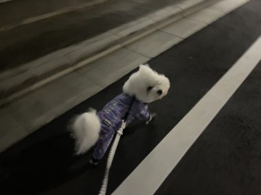 ビションフリーゼ おもち おもちふくおふとんの守り神 IMG_3869-380x285 ビションフリーゼ おもち おもちふくおふとんの守り神 IMG_3869-380x285