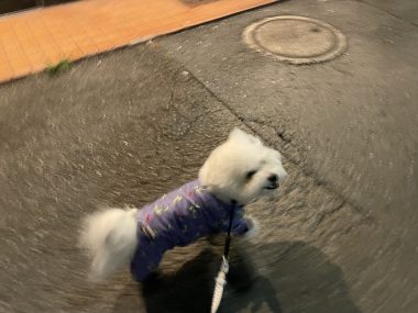 ビションフリーゼ おもち おもちふくおふとんの守り神 IMG_3870-380x285 ビションフリーゼ おもち おもちふくおふとんの守り神 IMG_3870-380x285