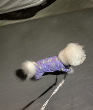 ビションフリーゼ おもち おもちふくおふとんの守り神 IMG_3871-320x380 ビションフリーゼ おもち おもちふくおふとんの守り神 IMG_3871-320x380