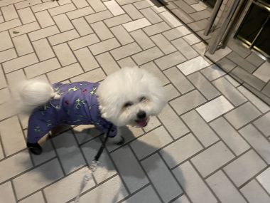 ビションフリーゼ おもち おもちふくおふとんの守り神 IMG_3872-380x285 ビションフリーゼ おもち おもちふくおふとんの守り神 IMG_3872-380x285