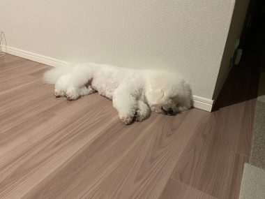 ビションフリーゼ おもち おもちふくおふとんの守り神 IMG_3874-380x285 ビションフリーゼ おもち おもちふくおふとんの守り神 IMG_3874-380x285