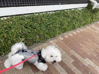 ビションフリーゼ おもち ふくトリミング☆ IMG_3878-380x285 ビションフリーゼ おもち ふくトリミング☆ IMG_3878-380x285