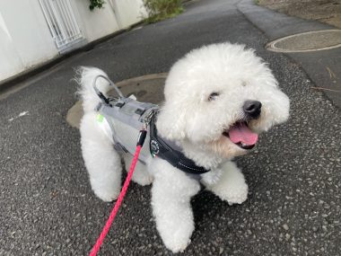 ビションフリーゼ おもち ふくトリミング☆ IMG_3880-380x285 ビションフリーゼ おもち ふくトリミング☆ IMG_3880-380x285