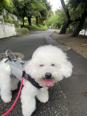 ビションフリーゼ おもち ふくトリミング☆ IMG_3881-285x380 ビションフリーゼ おもち ふくトリミング☆ IMG_3881-285x380
