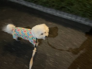 ビションフリーゼ おもち ふくトリミング☆ IMG_3890-380x285 ビションフリーゼ おもち ふくトリミング☆ IMG_3890-380x285
