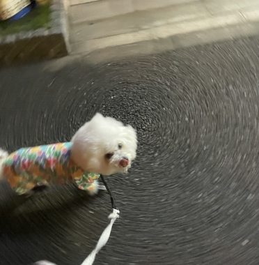 ビションフリーゼ おもち ふくトリミング☆ IMG_3891-372x380 ビションフリーゼ おもち ふくトリミング☆ IMG_3891-372x380