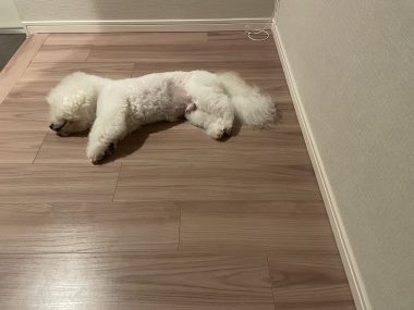 ビションフリーゼ おもち ふくトリミング☆ IMG_3892-380x285 ビションフリーゼ おもち ふくトリミング☆ IMG_3892-380x285